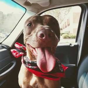 Meet your Posher, Savannah